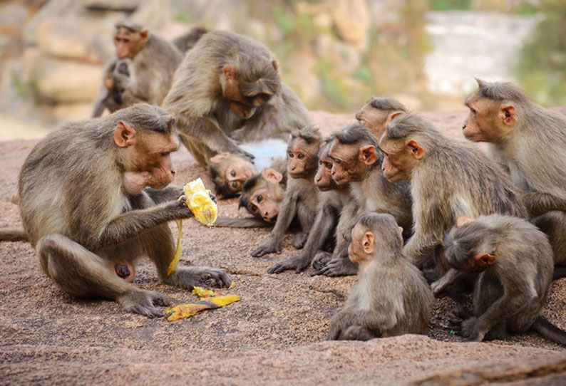 Tirupattur area Monkeys are troublesome | திருப்பத்தூர் பகுதியில் குரங்குகள் அட்டகாசம்