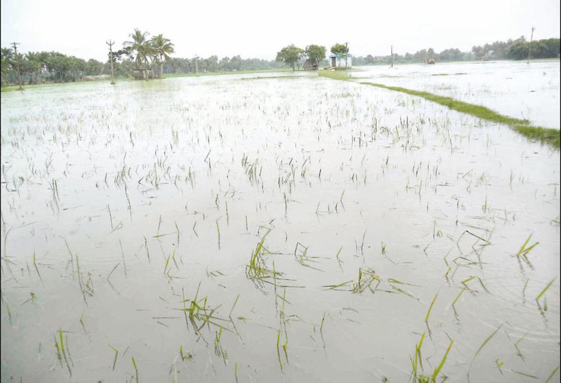 தரங்கம்பாடி, கொள்ளிடம் பகுதியில் நெற்பயிர்கள் மழைநீரில் மூழ்கின விவசாயிகள் கவலை