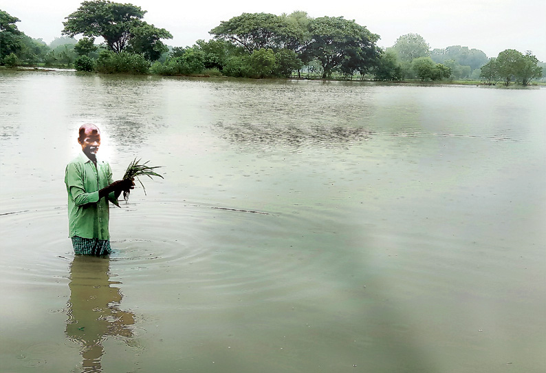 கடலூர் மாவட்டத்தில் சராசரியாக 10.71 மி.மீ. மழை பதிவு 7 ஆயிரம் ஏக்கர் நெற்பயிர்கள் தண்ணீரில் மூழ்கின