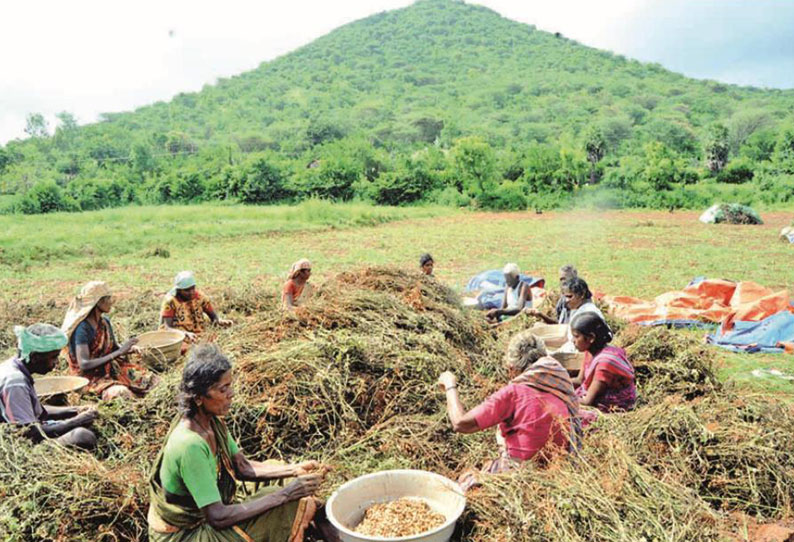 சிங்கம்புணரி பகுதியில் நிலக்கடலை விளைச்சல் அதிகரிப்பு விவசாயிகள் மகிழ்ச்சி