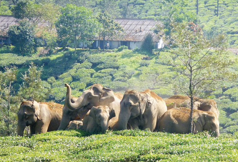 வால்பாறையில் ரே‌ஷன்அரிசி மூட்டைகளை தூக்கி வீசி காட்டுயானைகள் அட்டகாசம்