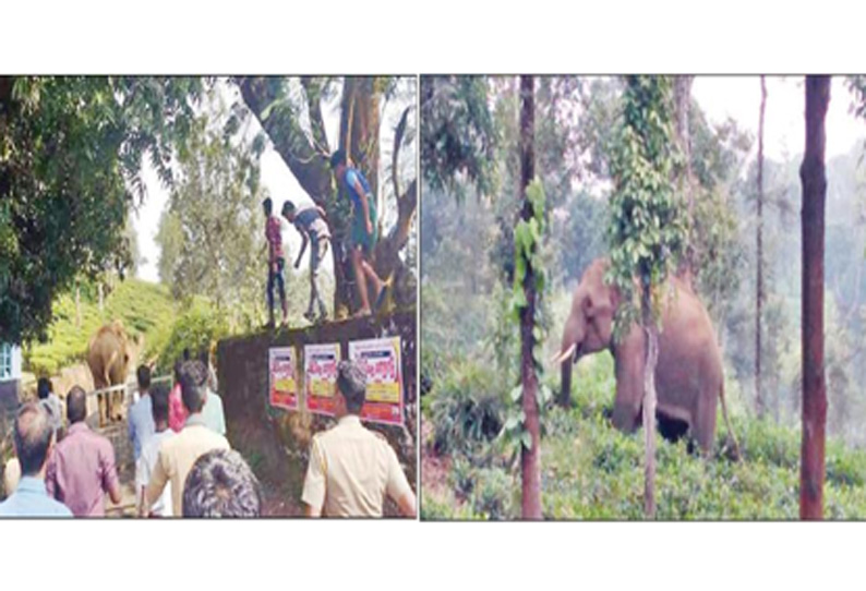 கூடலூர் பகுதியில் ஊருக்குள் புகுந்து காட்டு யானைகள் அட்டகாசம்