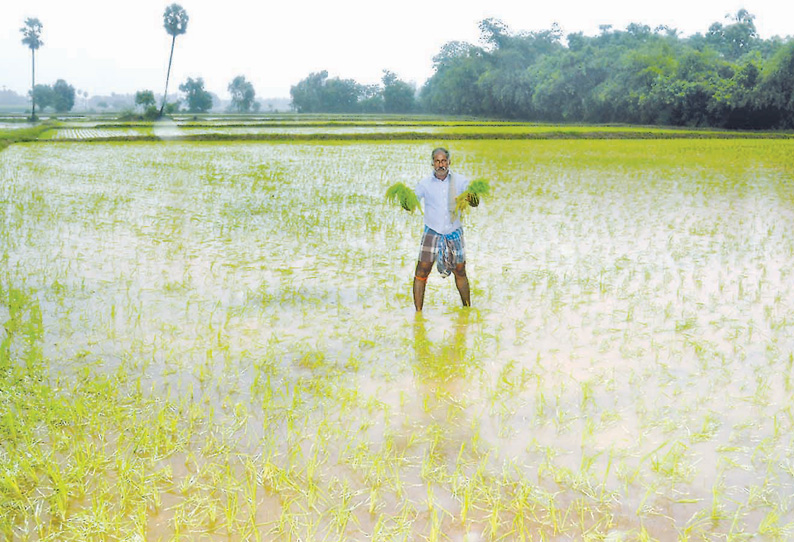 திருவாரூர் மாவட்டத்தில் பலத்த மழை: 2 ஆயிரம் ஏக்கர் நெற்பயிர்கள் மழைநீரில் மூழ்கின