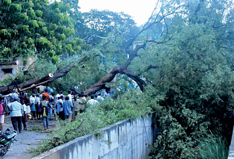 மதுரை அரசரடியில் வேரோடு மரம் சாய்ந்து விழுந்தது; 2 மணி நேரம் போக்குவரத்து பாதிப்பு