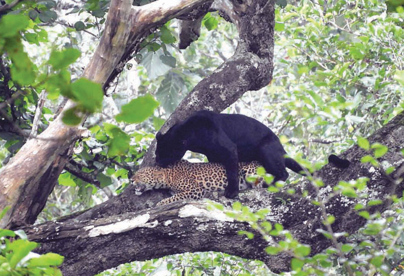 பொள்ளாச்சி வனப்பகுதியில் கண்காணிப்பு கேமராவில் சிக்கிய சிறுத்தை, கருஞ்சிறுத்தை