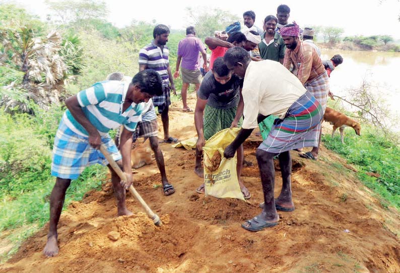 களக்காடு அருகே பச்சாளன் குளம் உடைப்பு ஏற்படும் அபாயம் மணல் மூடைகள் அடுக்கி சரிசெய்தனர்