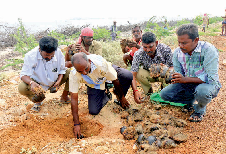 ராமேசுவரம் முதல் தனுஷ்கோடி வரை கடல் அரிப்பை தடுக்க 10 ஆயிரம் பனை விதைகள் நடும் பணி