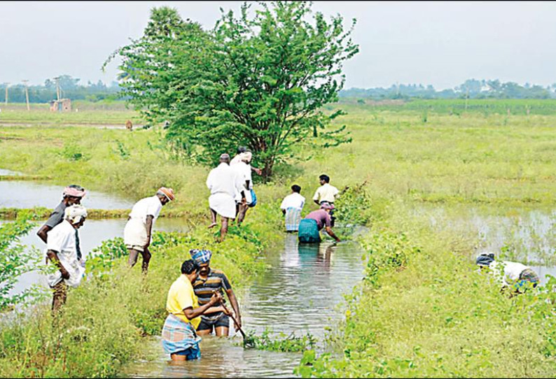 அதிகாரிகள் நடவடிக்கை எடுக்காததால் தென்கோடி வாய்க்காலை சீரமைத்த விவசாயிகள்