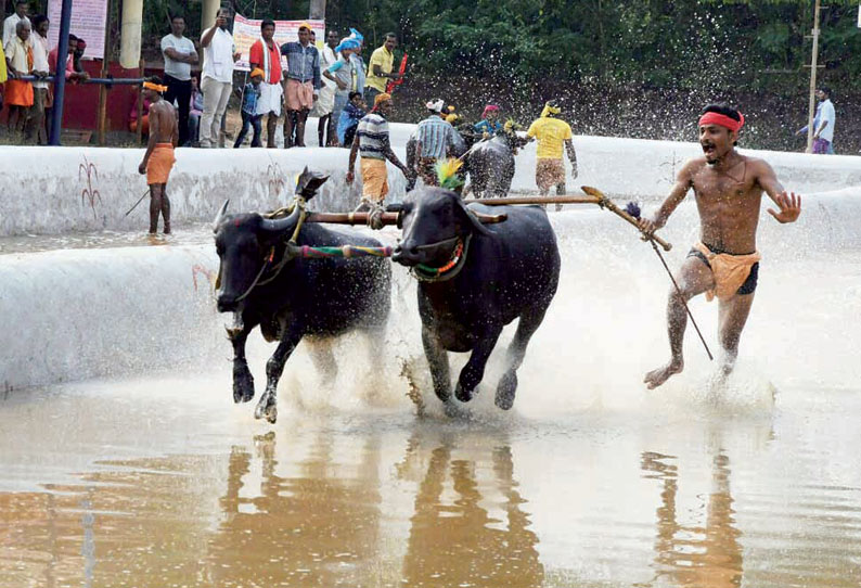 கம்பளா போட்டிக்கு ஆதரவாக மாநில அரசு உள்ளது முதல்–மந்திரி சித்தராமையா பேட்டி