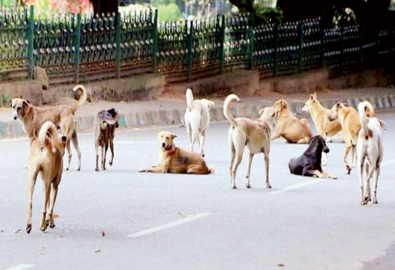 கருத்தடை செய்யப்பட்டதா? இல்லையா? என்பதை அடையாளம் காண தெருநாய்களின் காதில் முத்திரை பதிக்க மாநகராட்சி முடிவு