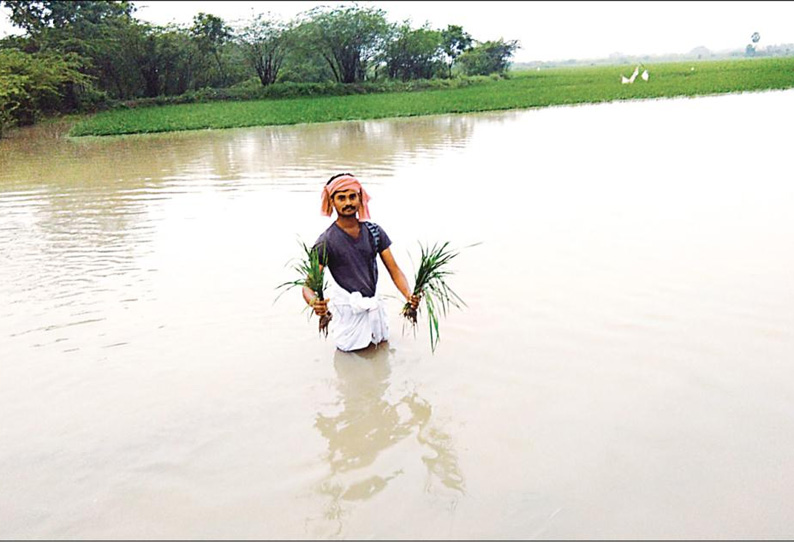 கடலூர் மாவட்டத்தில் பெய்த கனமழையால் டெல்டா பகுதியில் 30 ஆயிரம் ஏக்கர் நெற்பயிர்கள் வெள்ளத்தில் மூழ்கின