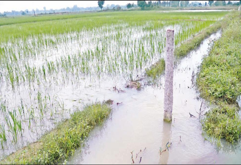 தஞ்சை மாவட்டத்தில் மழைக்கு 356 வீடுகள் சேதம், 40 கால்நடைகளும் இறந்தன