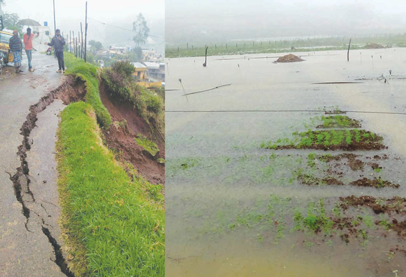 ஊட்டியில் மழைக்கு தார்ச்சாலை பெயர்ந்தது; கேரட் பயிர்கள் மழைநீரில் மூழ்கின