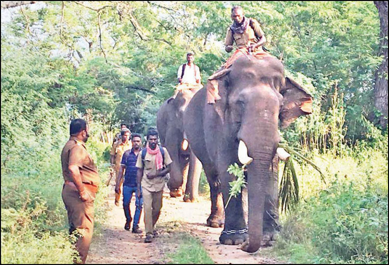 காட்டு யானைகளை விரட்ட 2-வது நாளாக கும்கிகளுடன் தீவிர தேடுதல் வேட்டை