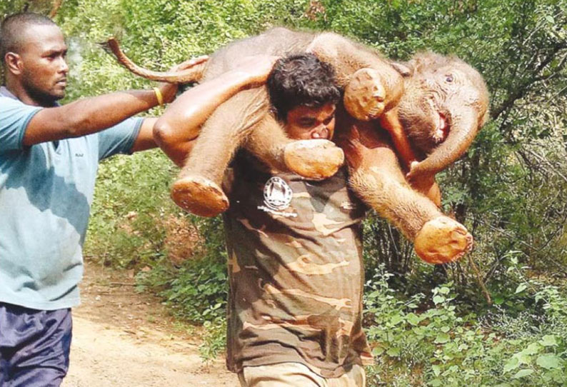 சேற்றில் சிக்கி தவித்த குட்டி யானையை தாயுடன் சேர்க்க வனத்துறையினர் தீவிர முயற்சி