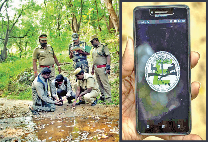 முதுமலையில் புலிகள் கணக்கெடுக்கும் பணி நாளை தொடங்குகிறது