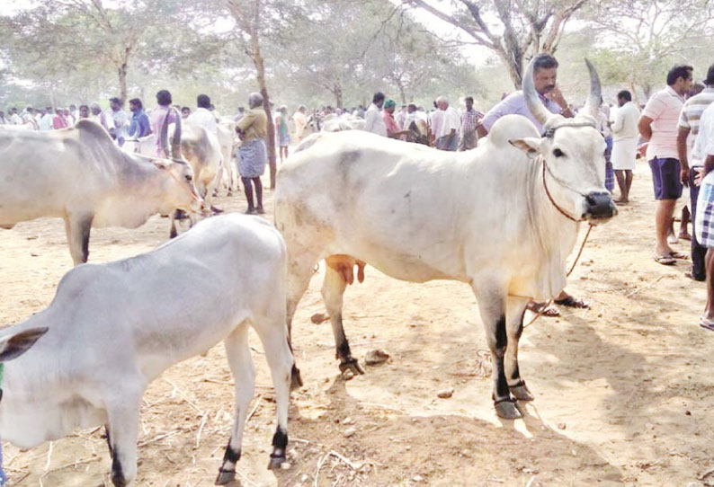 பழையகோட்டை மாட்டுத்தாவணியில் காங்கேயம் இன மாடுகள் ரூ.65 லட்சத்துக்கு விற்பனை