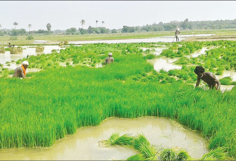 ஆற்றில் தண்ணீர் வராததால் விவசாயிகள் ஏமாற்றம்: ஆழ்குழாய் பாசனம் மூலம் சம்பா சாகுபடி தொடங்கியது