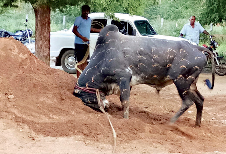 சாணார்பட்டி பகுதியில் தீவிர பயிற்சி: ஜல்லிக்கட்டில் மல்லுக்கட்ட தயாராகும் காளைகள்