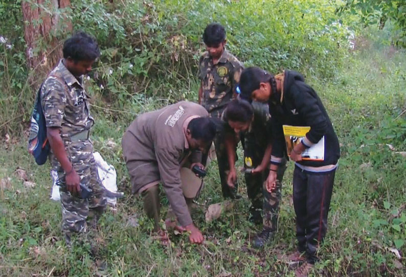 முதுமலையில் 5 புலிகள், 2 சிறுத்தைகளை நேரில் பார்த்ததாக தகவல்