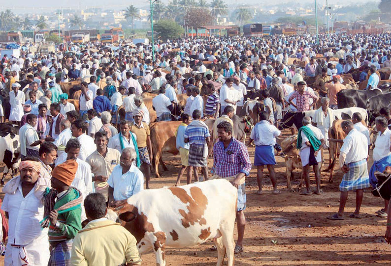 ஈரோடு கருங்கல்பாளையம் சந்தையில் ரூ.36 ஆயிரத்துக்கு எருமை மாடு விற்பனை