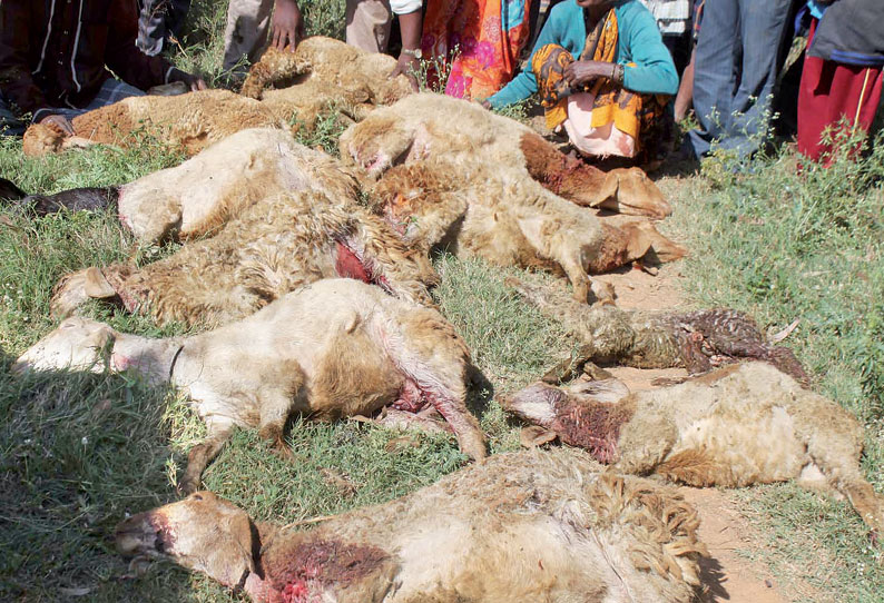 கோலார் அருகே வெறிநாய்கள் கடித்து குதறி 15 ஆடுகள் செத்தன 3 நாய்களையும் கிராம மக்கள் அடித்துக் கொன்றனர்