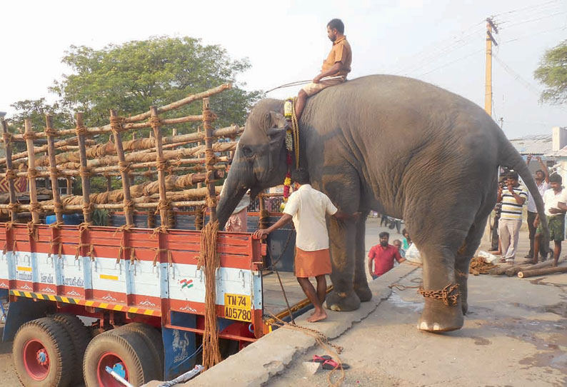 நெல்லை- தூத்துக்குடியில் இருந்து 9 யானைகள் புறப்பட்டு சென்றன