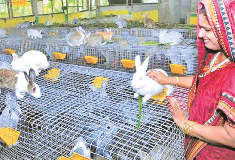 வீட்டிலேயே பெண்களுக்கான வேலைவாய்ப்பு - முயல் வளர்ப்பு