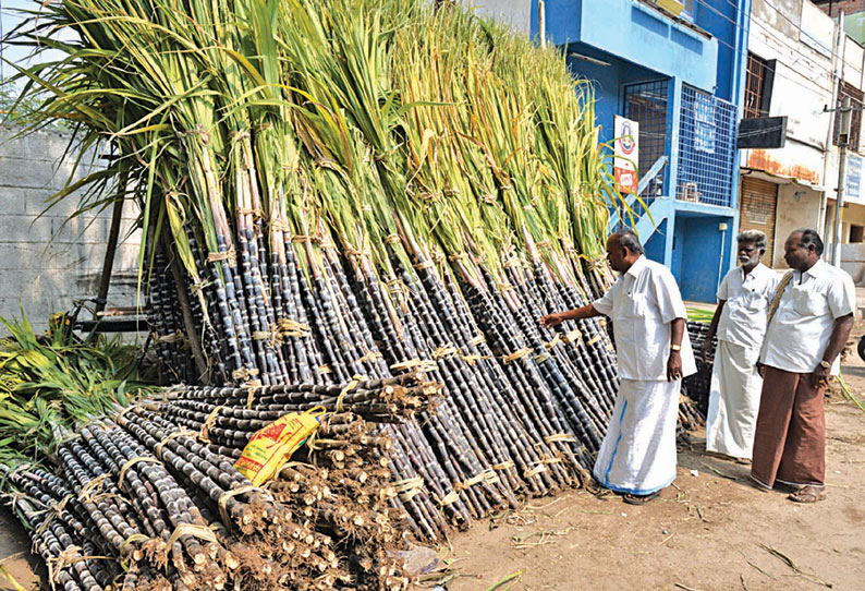 தூத்துக்குடியில் ஒரு கட்டு கரும்பு ரூ.350–க்கு விற்பனை பொங்கல் பண்டிகை களைகட்ட தொடங்கியது