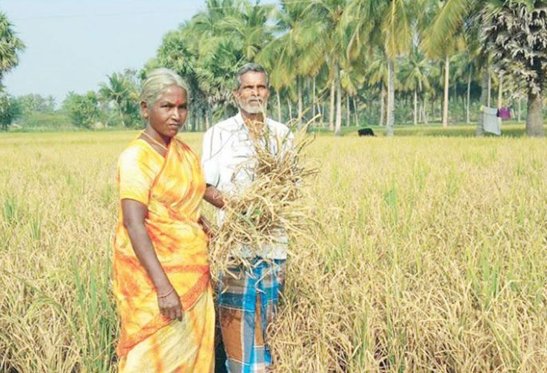 கதிர் முற்றிய பிறகும் நெல்மணிகள் விளையாததால் விவசாயிகள் அதிர்ச்சி நஷ்டஈடு வழங்க கோரிக்கை