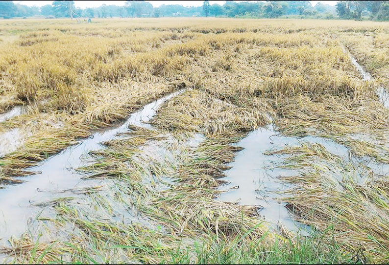 குமராட்சி பகுதியில் மழை: அறுவடைக்கு தயாராக இருந்த 5 ஆயிரம் ஏக்கர் நெற்பயிர்கள் சேதம்