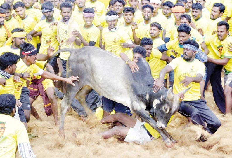 ஆவாரங்காட்டில் நடைபெற்ற ஜல்லிக்கட்டை வேடிக்கை பார்த்த வாலிபர் மாடு முட்டி பலி