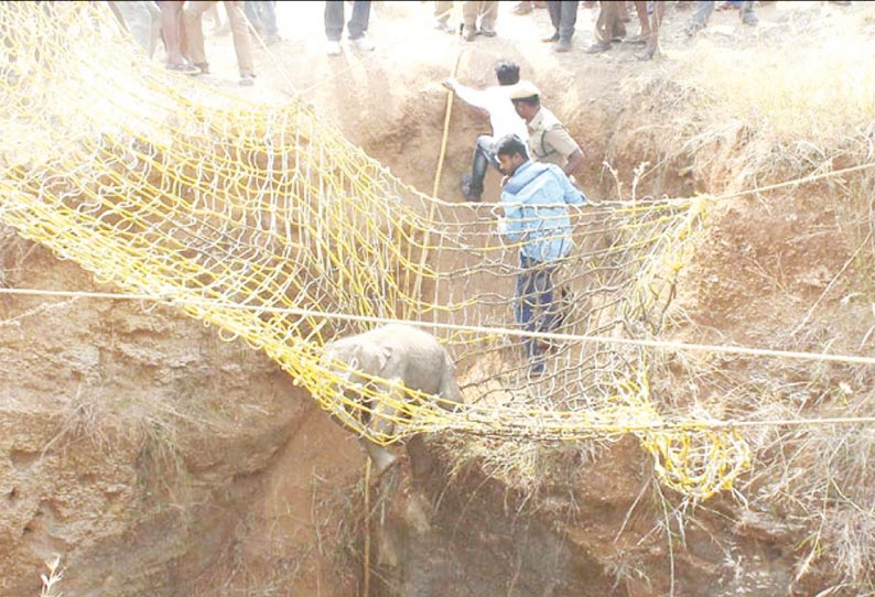 30 அடி ஆழ கிணற்றில் தவறி விழுந்த குட்டி யானை வனத்துறையினர் மீட்டு காட்டில் விட்டனர்