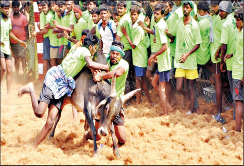 சாணார்பட்டி, நெய்க்காரப்பட்டியில் ஜல்லிக்கட்டு: காளைகள் முட்டியதில் 44 பேர் காயம்