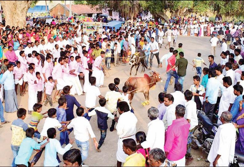 காரிமங்கலம், நூலஅள்ளி பகுதிகளில் எருது விடும் விழா