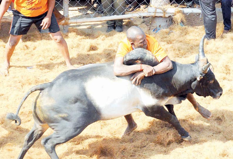 ஜல்லிக்கட்டில் காளை உதைத்ததில் வீரர் பலி போலீஸ்காரர் உள்பட 21 பேர் காயம்