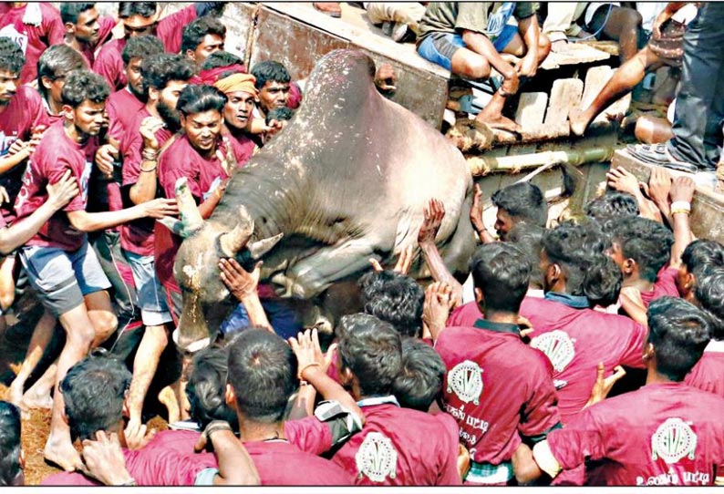 திண்டுக்கல் அருகே ஜல்லிக்கட்டு: சீறிப்பாய்ந்த காளைகள்; சிதறிய வீரர்கள் 26 பேர் காயம்