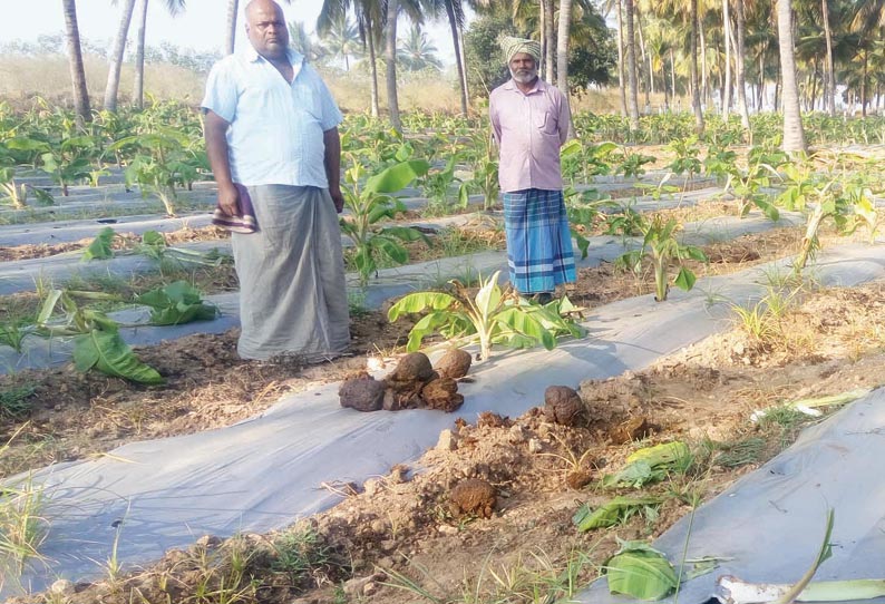 தோட்டத்துக்குள் புகுந்து யானைகள் அட்டகாசம் வாழை-தென்னங்கன்றுகள் சேதம்