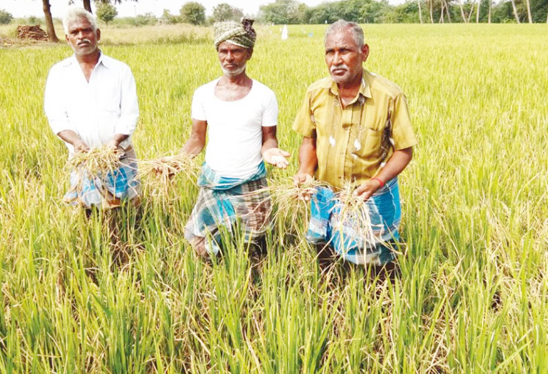 கலப்பட விதைநெல்லால் விளைச்சல் பாதிப்பு இழப்பீடு வழங்க விவசாயிகள் கோரிக்கை