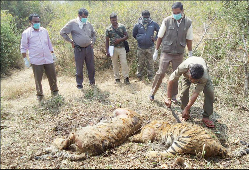 பந்திப்பூர் வனப்பகுதியில் 2 புலிகள், ஒரு யானை செத்து கிடந்தன