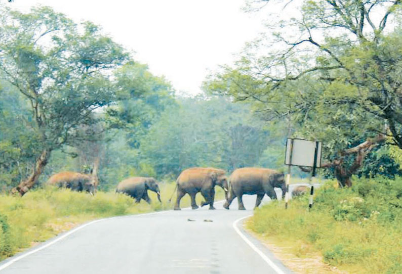 வட்டவடிவு பாறையில் முகாமிட்டிருந்த 30 யானைகள், ஜவளகிரி வனப்பகுதிக்கு விரட்டப்பட்டன