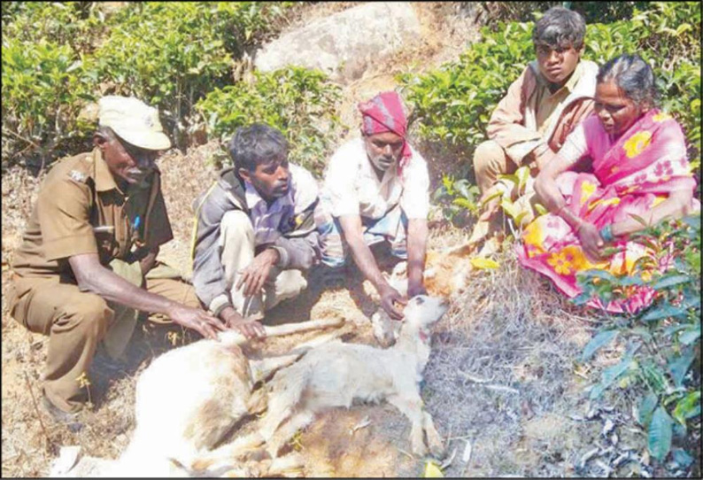 ஆடுகளை கடித்துக்கொன்று சிறுத்தைப்புலி அட்டகாசம்