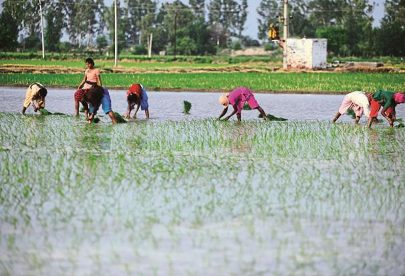 பட்ஜெட் 2018: ‘விவசாய கடனை தள்ளுபடி செய்ய வேண்டும்’ விவசாயிகள் சலுகைகள் எதிர்பார்ப்பு